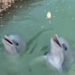 Delfinii maidanezi, viralul de pe Dambovita