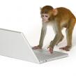 Cu maimuta la atac: Muzeul Antipa beneficiaza de o noua campanie de imagine