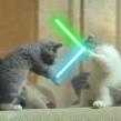 Cu ce se mai lauda YouTube-ul? Cu pisicile Jedi
