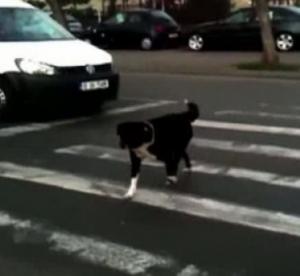 Maidanezii, vedetele noii reclame a Politiei Rutiere