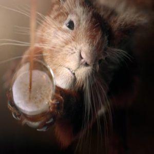 Reclama zilei: Legatura dintre o veverita si bere