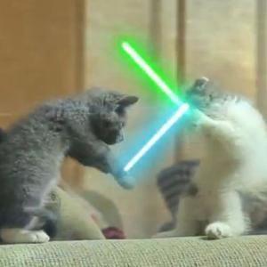 Cu ce se mai lauda YouTube-ul? Cu pisicile Jedi