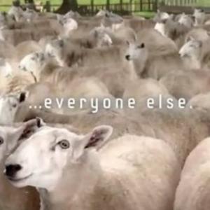 Samsung crede ca utilizatorii iPhone sunt niste oi